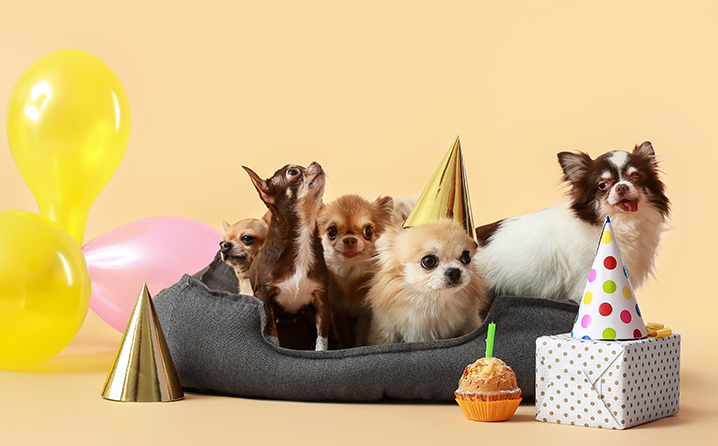 Seu Melhor Amigo Merece uma Festa com Presentes
